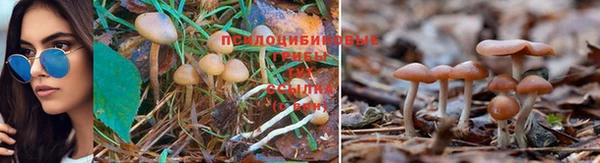 ГАЛЛЮЦИНОГЕННЫЕ ГРИБЫ Мегион