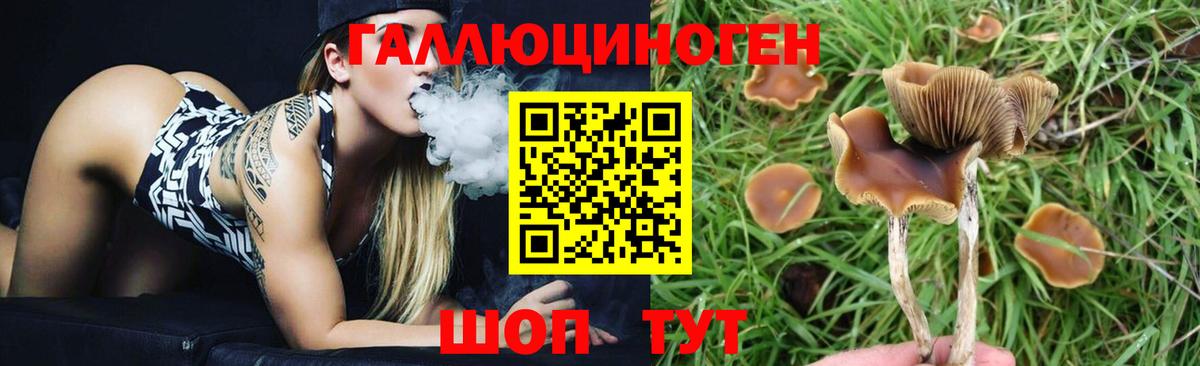 Галлюциногенные грибы Cubensis  Тутаев  Псилоцибиновые грибы мицелий 